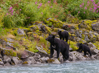 Black bear with her cubs across the street from Solomon Gulch Fi