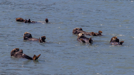 Six sea otters