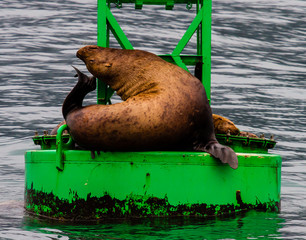 Sea lion scratching an itch
