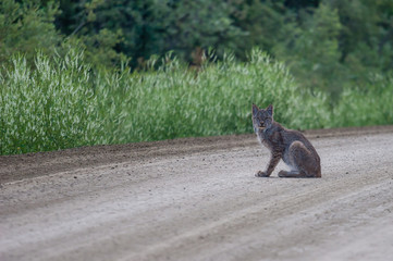 Lynx on the Dalton highway