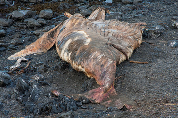 Beached humpback whale