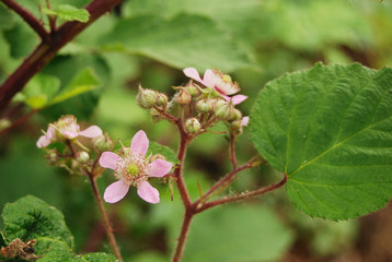 fioritura di mora di rovo (Rubus sp.)