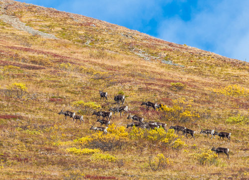 Caribou herd running away up the mountain