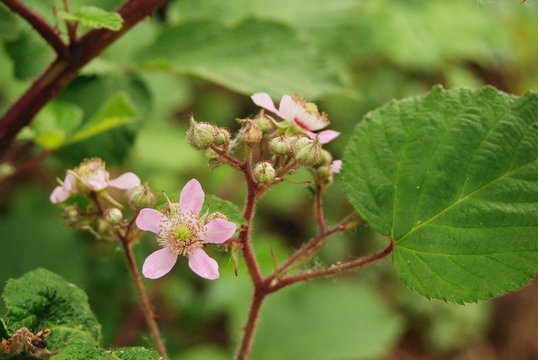 fioritura di mora di rovo (Rubus sp.)