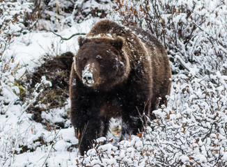 Big male grizzly bear