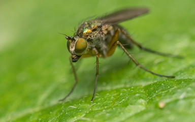 Fototapeta na wymiar Macro photo of a Dolichopodidae fly, insect 