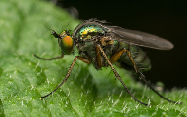 Macro photo of a Dolichopodidae fly, insect
