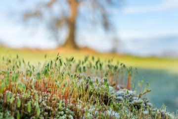 Moss fruiting bodies with tree in background