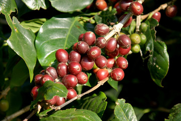 Coffee beans on a tree in Chiangmai Thailand