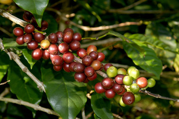 Coffee beans on a tree in Chiangmai Thailand