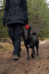 Dog in forest