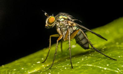 Macro photo of a Dolichopodidae fly, insect
