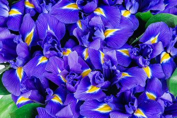 texture close-up of iris flowers