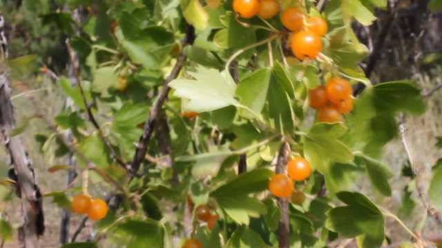 Wild currants berry 18494
