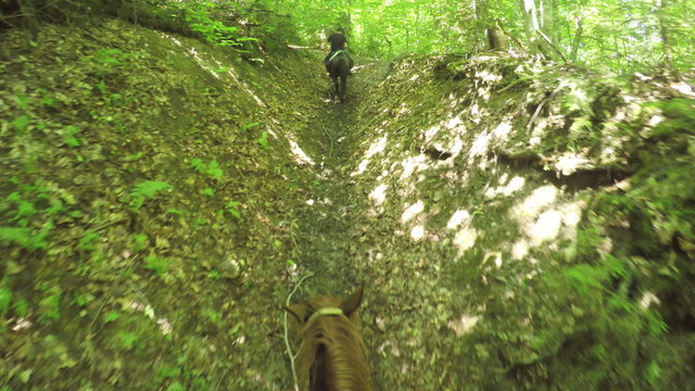Astride on horse summer