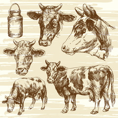 cows, farm animal - hand drawn collection