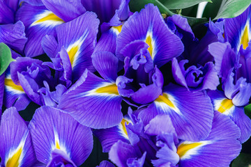 textuur close-up van iris bloemen