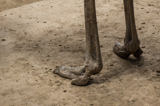 Detailaufnahme der Füße vom afrikanischen Strauß, aufgenommen in einer südafrikanischen Straußenfarm.