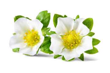 Fototapeta premium fresh strawberry flowers on white
