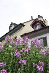 Fototapeta na wymiar House in Brugg / Flowers phlox and a private house in Brugg (Switzerland)
