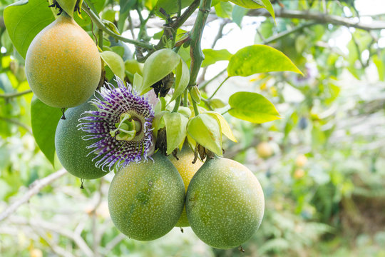 cultivo de granadillas