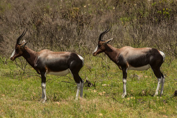 Blesbok (Damaliscus pygargus phillips), Antilopenart, Südafrika