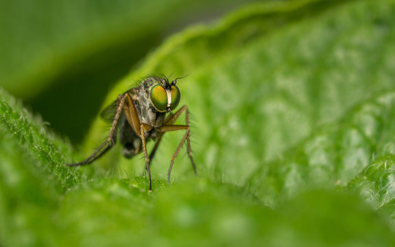 Macro photo of a Dolichopodidae fly, insect

