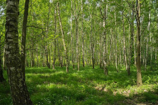 Fototapeta white birch grove,
