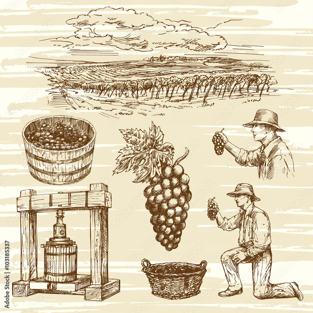 Wall mural vineyard, hand drawn collection