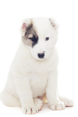 Shepherd puppy on a white background