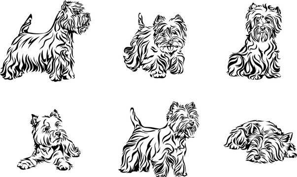 Dog, terrier, portrait, west-highland-white-terrier, white, black, vector, graphics, drawing, picture, stylization, image, isolated, illustration 