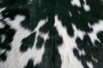 Real black and white cow hide skin texture - obrazy, fototapety, plakaty