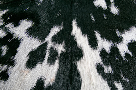 Real black and white cow hide skin texture