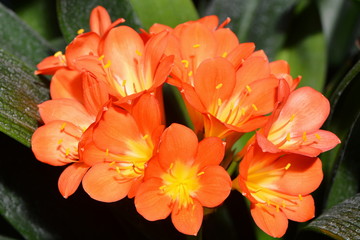 Schöne rote Blüten