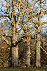 3 Eichen