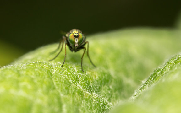 Macro photo of a Dolichopodidae fly, insect

