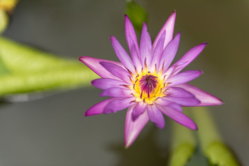 Obraz premium purple lotus