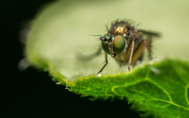 Macro photo of a Dolichopodidae fly, insect
