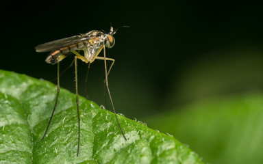 Macro photo of a Dolichopodidae fly, insect
