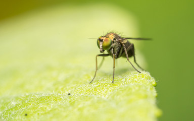 Macro photo of a Dolichopodidae fly, insect
