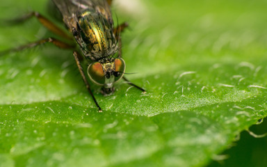 Macro photo of a Dolichopodidae fly, insect
