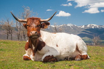 Cow