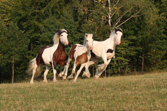 Three running horses in a pasture - Irish cob