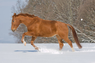 Portrait of running sorrel horse
