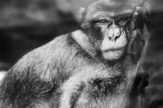Sad Monkey