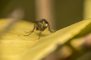 Macro photo of a Dolichopodidae fly, insect
