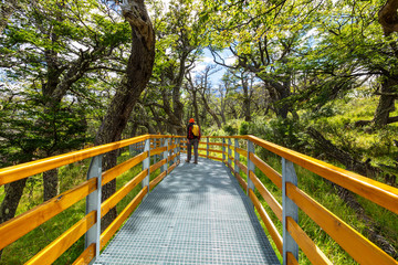 Boardwalk in the forest