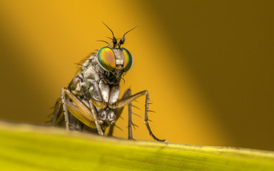Macro photo of a Dolichopodidae fly, insect
