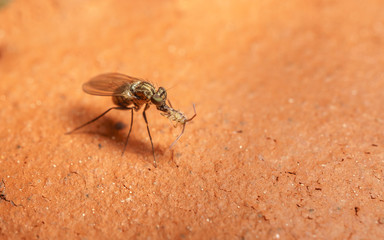 Macro photo of a Dolichopodidae fly, insect
