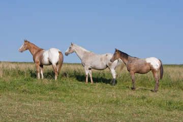 Obraz na płótnie Canvas Beautiful appaloosa horses on meadow